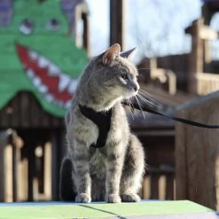 Comfort Soft Mesh Cat Harness 14 Comfort Soft Mesh Cat Harness -Bones & Chews || Coastal Pet Products Sales 128175 PT5. SY630 V1628227620