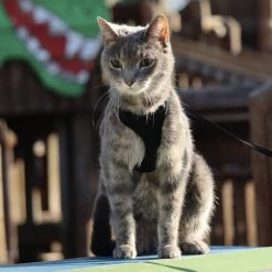 Comfort Soft Mesh Cat Harness 15 Comfort Soft Mesh Cat Harness -Bones & Chews || Coastal Pet Products Sales 128175 PT6. SY630 V1628229074