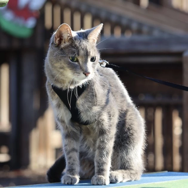 Comfort Soft Mesh Cat Harness 8 Comfort Soft Mesh Cat Harness - Image 8