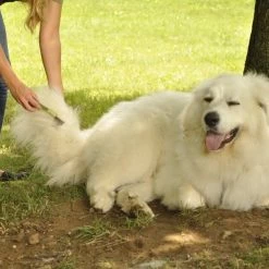 Safari De-Matting Dog Comb 5 Safari De-Matting Dog Comb -Bones & Chews || Coastal Pet Products Sales 128180 PT2. SY630 V1497272591