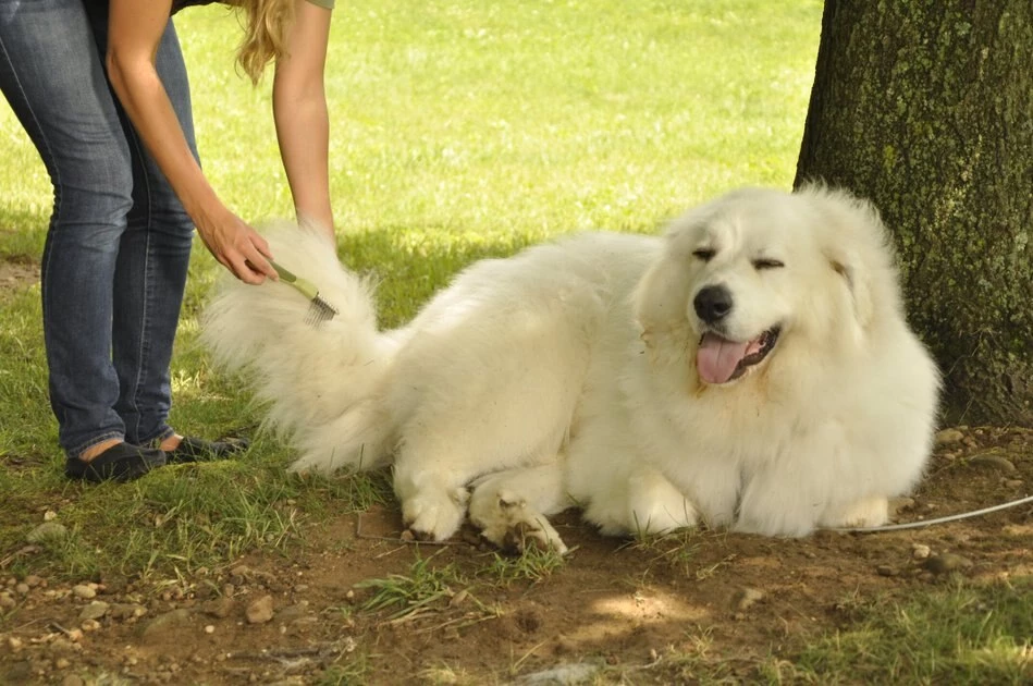 Safari De-Matting Dog Comb 3 Safari De-Matting Dog Comb - Image 3