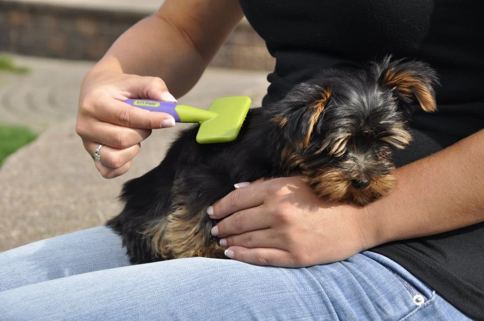 Li'l Pals Coated Tips Dog Slicker Brush 2 Li'l Pals Coated Tips Dog Slicker Brush - Image 2