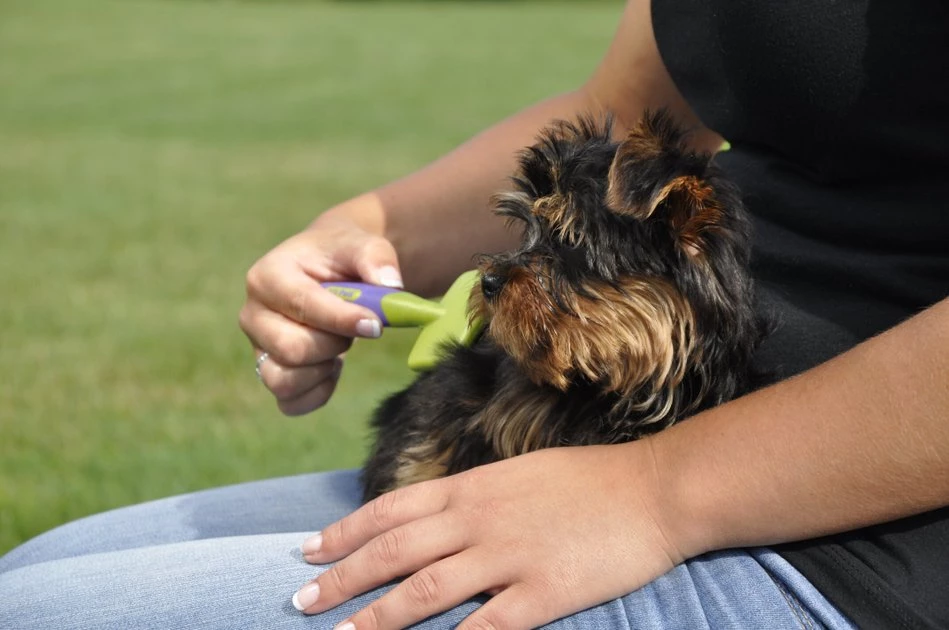 Li'l Pals Coated Tips Dog Slicker Brush 3 Li'l Pals Coated Tips Dog Slicker Brush - Image 3