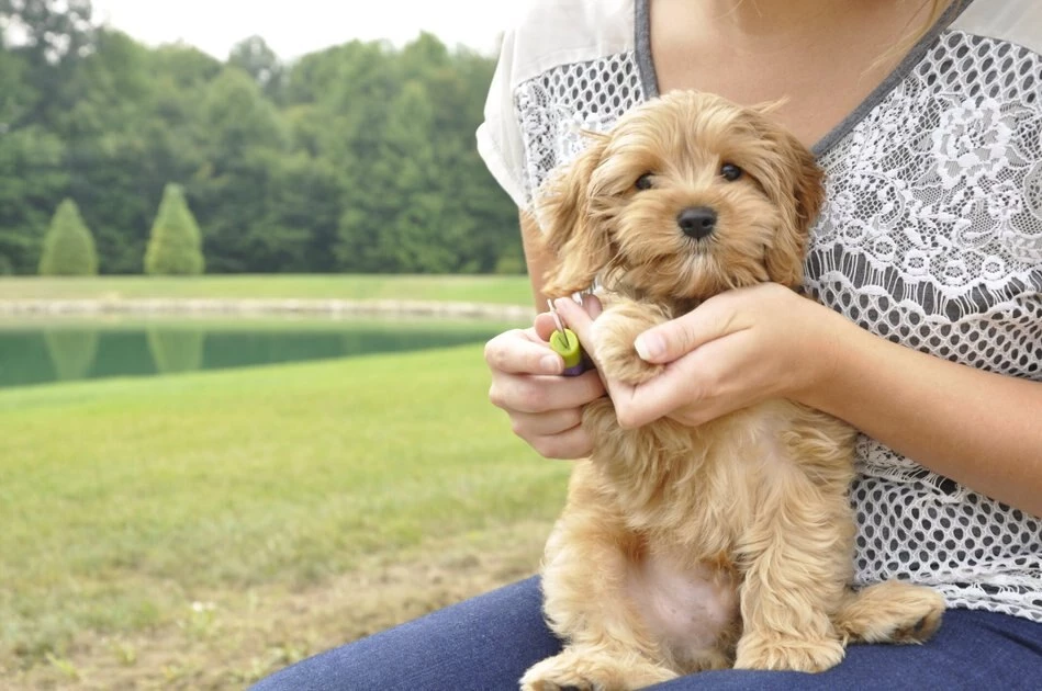 Li'l Pals Dog Nail Trimmer 2 Li'l Pals Dog Nail Trimmer - Image 2