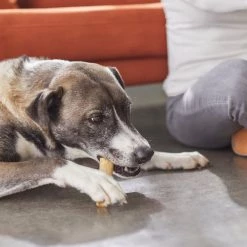 Bones & Chews 5" Stuffed Rawhide Roll Dog Treats, 10 count 11 Bones & Chews 5" Stuffed Rawhide Roll Dog Treats, 10 count -Bones & Chews || Coastal Pet Products Sales 269437 PT4. SY630 V1618434119