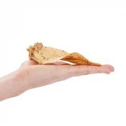 Bones & Chews Bully Coated Water Buffalo Ear Dog Chews 8 Bones & Chews Bully Coated Water Buffalo Ear Dog Chews -Bones & Chews || Coastal Pet Products Sales 297585 PT2. SY630 V1637095604