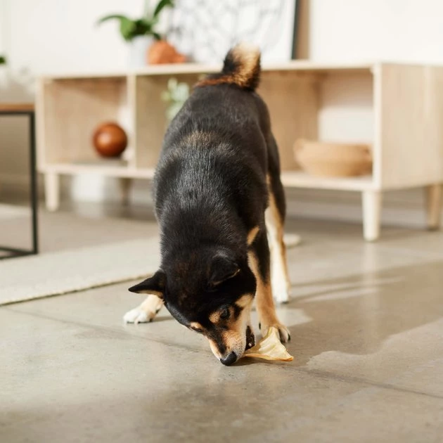 Bones & Chews 3-4" Mini Water Buffalo Ear Dog Chews 4 Bones & Chews 3-4" Mini Water Buffalo Ear Dog Chews - Image 4