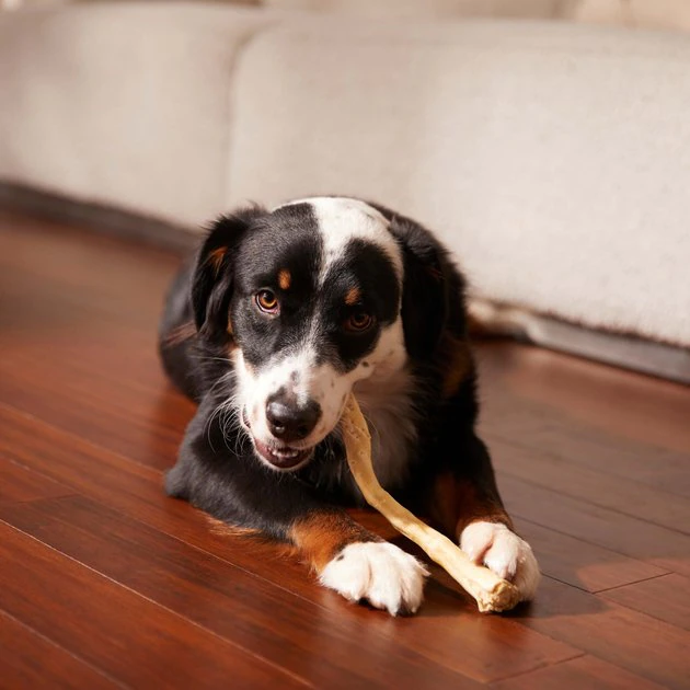 Bones & Chews 11" Water Buffalo Tail Dog Chews 5 Bones & Chews 11" Water Buffalo Tail Dog Chews - Image 5
