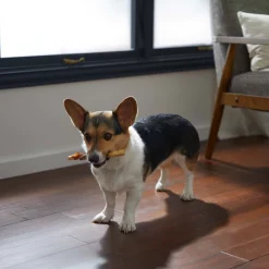 Bones & Chews 6" Steak Wrapped Water Buffalo Tail Dog Treats -Bones & Chews || Coastal Pet Products Sales 297594 PT4. SY630 V1637096059