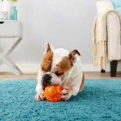 Frisco||Bones & Chews Frisco Fetch TPR Squeaking Ball Dog Toy, Orange, X-Large + Bones & Chews Pig Ear Chews Dog Treats, 1 count 8 Frisco||Bones & Chews Frisco Fetch TPR Squeaking Ball Dog Toy, Orange, X-Large + Bones & Chews Pig Ear Chews Dog Treats, 1 count -Bones & Chews || Coastal Pet Products Sales 297964 PT3. SY630 V1623252759