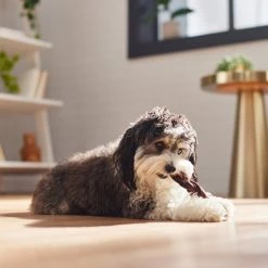 Bones & Chews Braided Beef Gullet 5-6" Dog Treats 9 Bones & Chews Braided Beef Gullet 5-6" Dog Treats -Bones & Chews || Coastal Pet Products Sales 370708 PT4. SY630 V1653513468