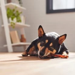 Bones & Chews Beef Gullet Springs 7-8" Dog Treats 9 Bones & Chews Beef Gullet Springs 7-8" Dog Treats -Bones & Chews || Coastal Pet Products Sales 370724 PT4. SY630 V1657657490