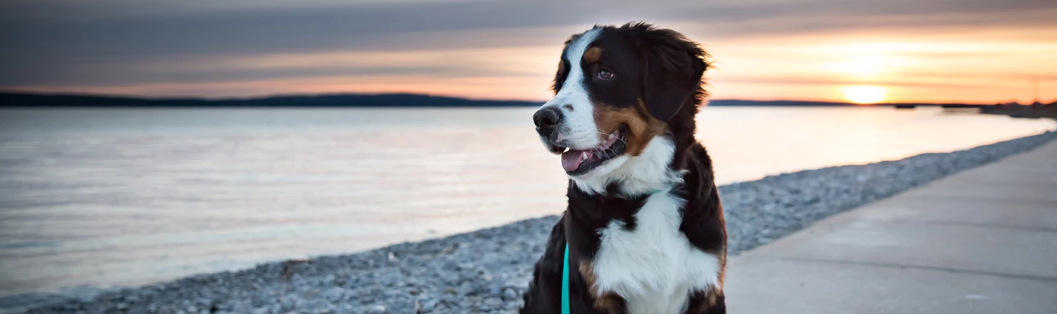 Bones & Chews || Coastal Pet Products Sales -Bones & Chews || Coastal Pet Products Sales 721