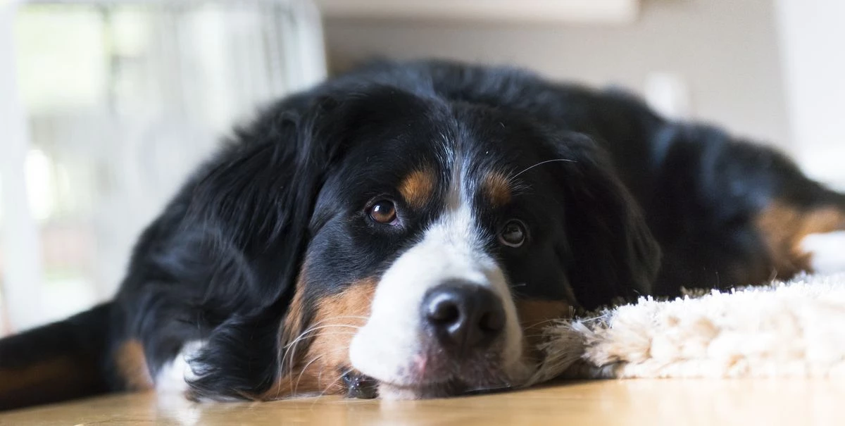 Bones & Chews || Coastal Pet Products Sales -Bones & Chews || Coastal Pet Products Sales 724