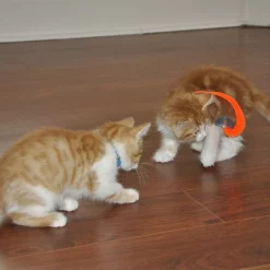 Bergan Whirly Pop Cat Toy with Catnip 9 Bergan Whirly Pop Cat Toy with Catnip -Bones & Chews || Coastal Pet Products Sales 79187 PT2. SY630 V1533671590