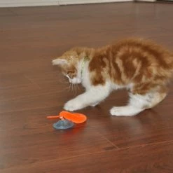 Bergan Whirly Pop Cat Toy with Catnip 11 Bergan Whirly Pop Cat Toy with Catnip -Bones & Chews || Coastal Pet Products Sales 79187 PT4. SY630 V1533671609