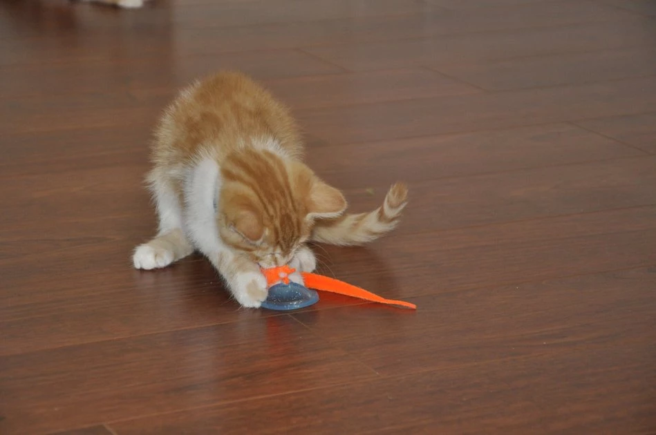 Bergan Whirly Pop Cat Toy with Catnip 6 Bergan Whirly Pop Cat Toy with Catnip - Image 6