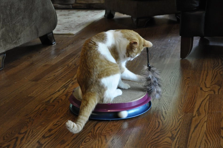 Bergan Turbo Scratcher Cat Toy Teaser Extension 3 Bergan Turbo Scratcher Cat Toy Teaser Extension - Image 3